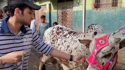 Maaz Safder World  - Angry cow khareed lii Mandi vlog