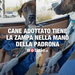Quando un cagnolino trova la sua nuova casa