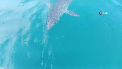 Antalya'da köpekbalığının tacizine uğrayan balıkçı: "Tamam abi sen büyüksün' deyip avımızı yarıda bıraktık. O galip geldi"