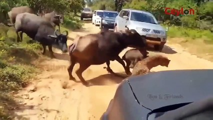 God can't save the newborn baby Buffalo - Mother Buffalo try to rescue baby