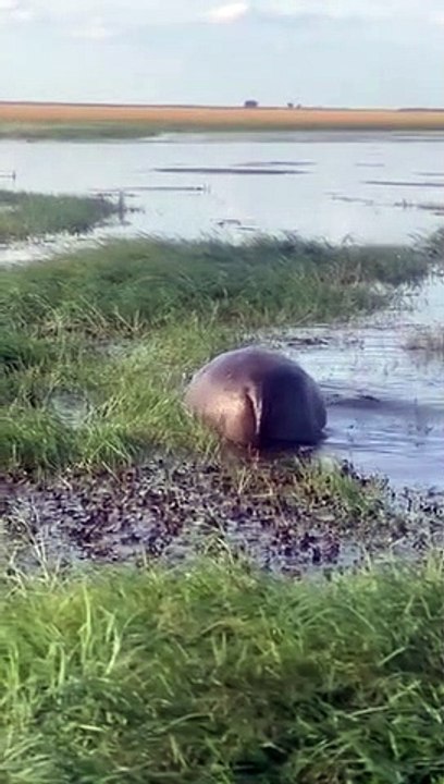Hippo Fertilizes His Surroundings