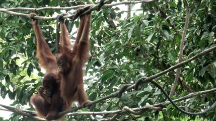 This Baby Orangutan Was Just Born at a California Zoo — See the Most Adorable Photos