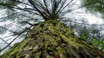 Científicos descifran milenarios secretos de árbol chileno