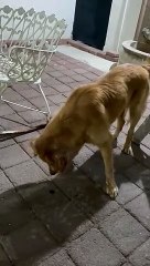 Dog Doesn't Like The Taste Of Bugs