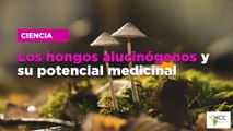 Los hongos alucinógenos y su potencial medicinal