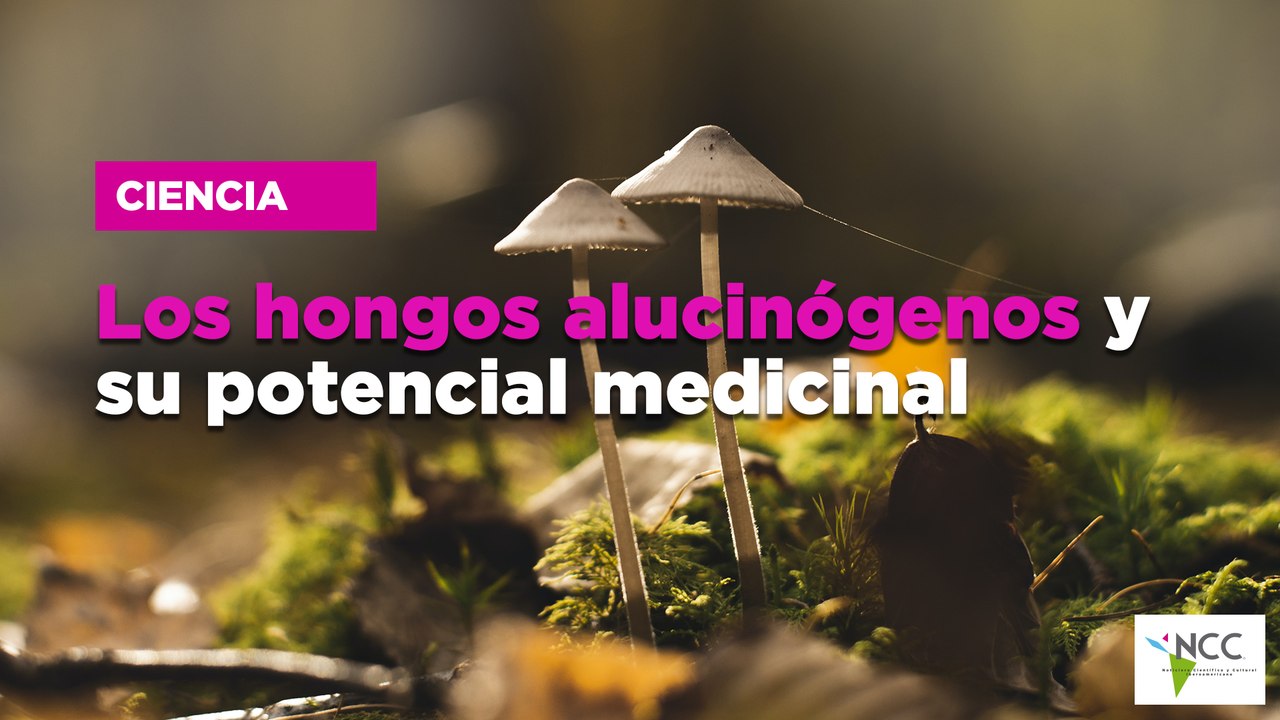 Los hongos alucinógenos y su potencial medicinal