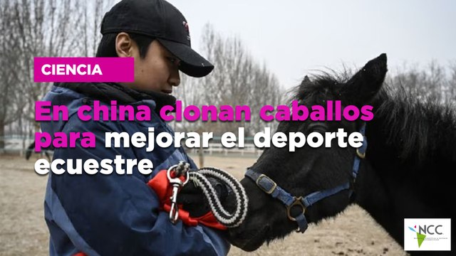En china clonan caballos para mejorar el deporte ecuestre