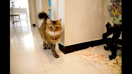 Watch These Silly Cats Get Up to Mischief in Our Top 10 Funniest Videos!