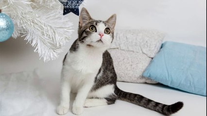 Get Ready to LOL: Our Favorite Cat Videos Will Make Your Day!