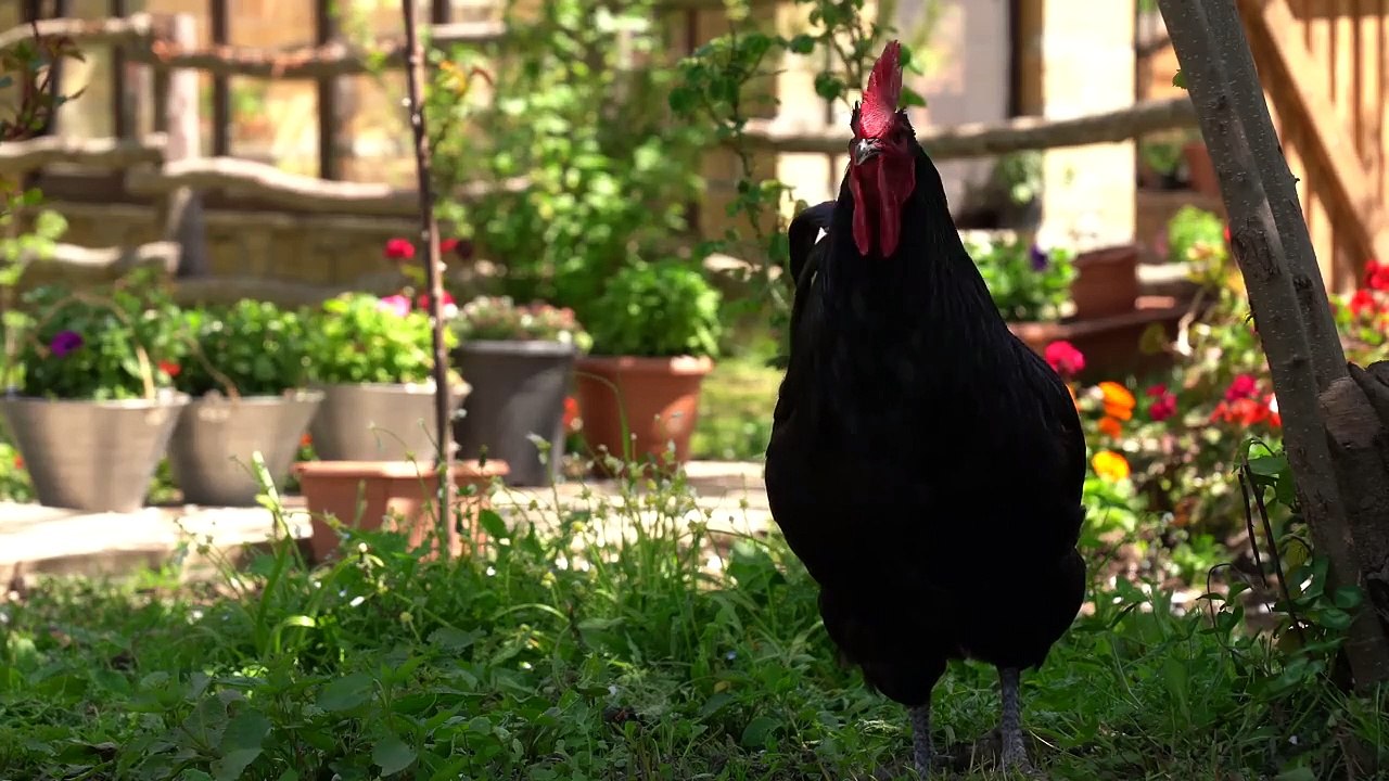Smoked Chicken- Built a New Smokehouse and Cooked a Lot of Chicken