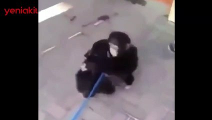 Hastalığın ayırdığı kardeş maymunların birbirine kavuştuğu anlar!