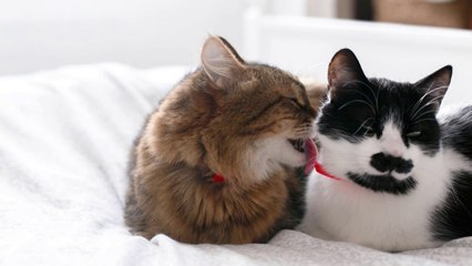 Watch These Cats in Their Most Comical Moments!