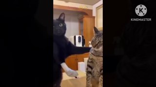 Crazy -cat- videos-cat -videos-funny-cat videos -compilation#08