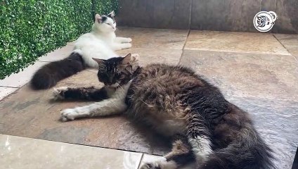Campaña de esterilización de mascotas en Boca del Río este domingo