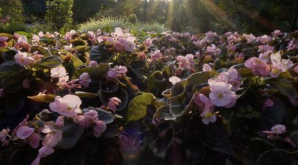 How to Plant and Grow Begonias