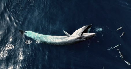 Amazing Aerial View of Whale Feeding