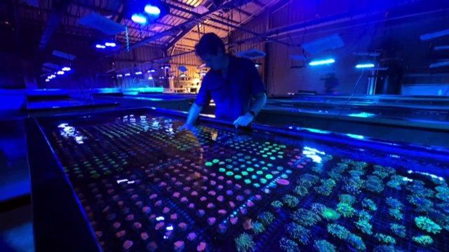 Australia's largest coral farm focuses on spawning as scientists search for the most resilient species
