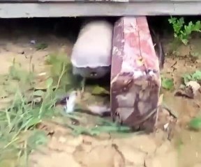 Unidentified creature