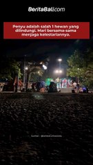 Penyu adalah salah 1 hewan yang dilindungi. Mari bersama-sama menjaga kelestariannya.