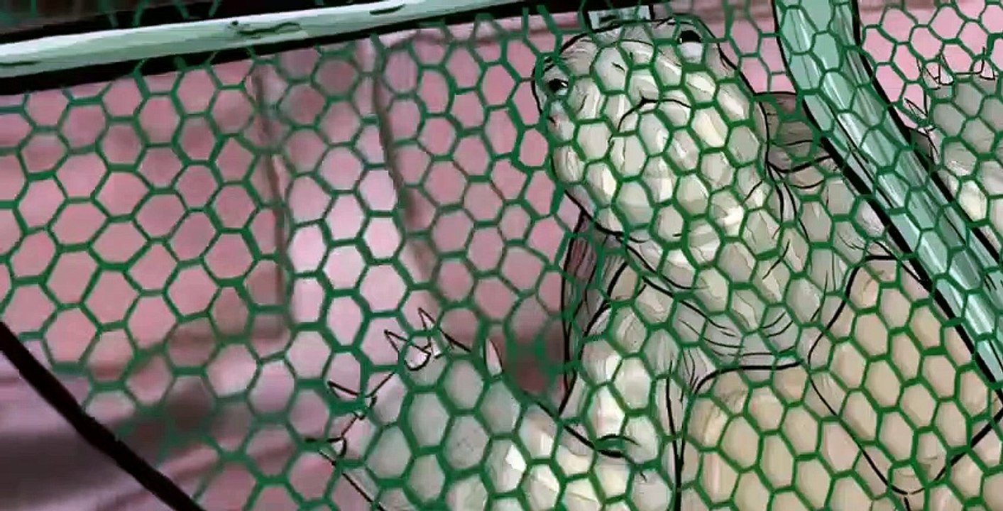 Animals. E006