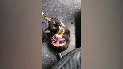 New Funny Videos 2023  Cutest Cats and Dogs  Part 26