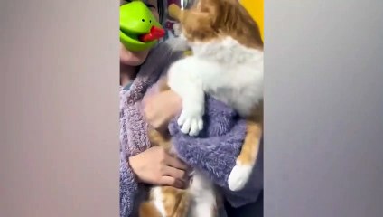 New Funny Videos 2023  Cutest Cats and Dogs  Part 27