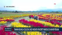 Taman Bunga Celocia Jadi Wisata Favorit Warga di Akhir Pekan
