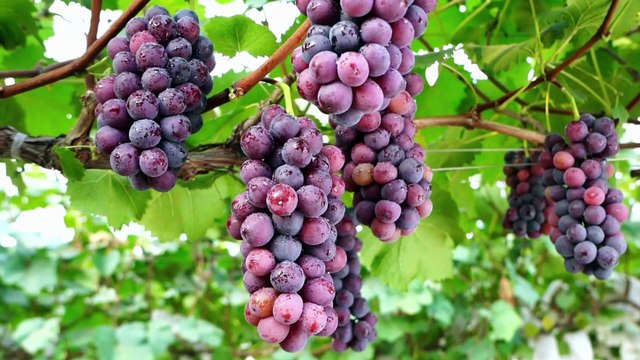 From Heart Health to Brain Boosts The Incredible Benefits of Grapes E