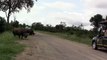 angry-rhino-bull-suddenly-charges-towards-safari-vehicle-anydownloader