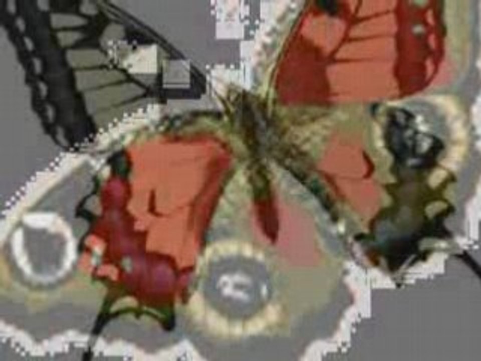 PAPILLONS Learning to Fly_2