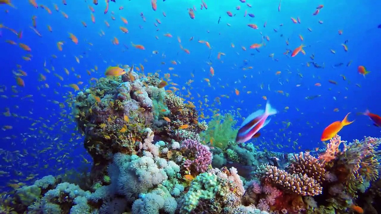 Relaxing music treats diseases of the heart and blood vessels