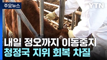 청주 농장 5곳에서 구제역...청정국 지위 회복 차질 / YTN