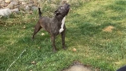 'Sprinkler Fun' - Dog discovers the joy of water after staying away from it for 2 years