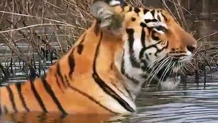 Bengal Tiger Sundarban 2023