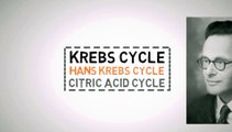 KREBS CYCLE MADE EASY 2023 #1- Krebs cycle Simple Animation