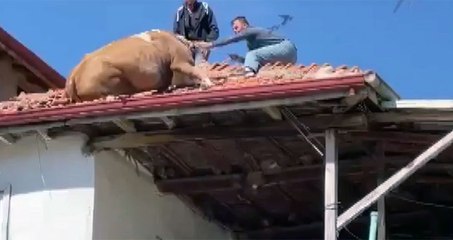 Çatıya çıkan inek mahsur kaldı