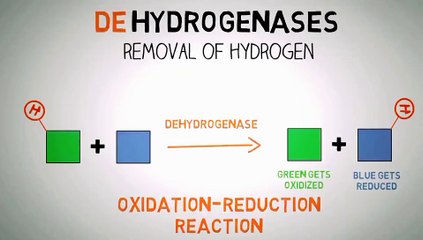 KREBS CYCLE MADE EASY 2023 #2 - Krebs cycle Simple Animation