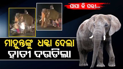 Papa ki pari crashes into mahout, scares elephant away