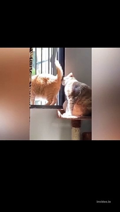 Cute Cats