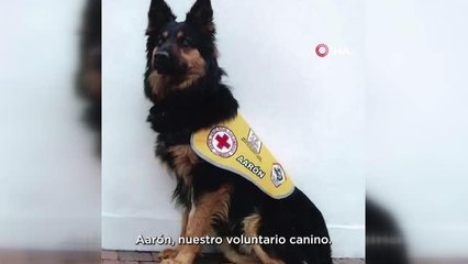 Türkiye'de deprem çalışmalarına katılan arama-kurtarma köpeği Aaron hayatını kaybetti