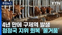 4년 만에 구제역 발생...청정국 지위 회복 '물거품' / YTN