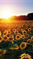 sunset flowers nature #shorts
