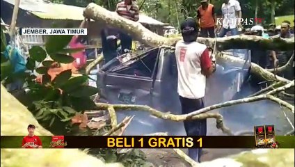 Pohon Tumbang Timpa Mobil di Jember, Satu Orang Meninggal Dunia