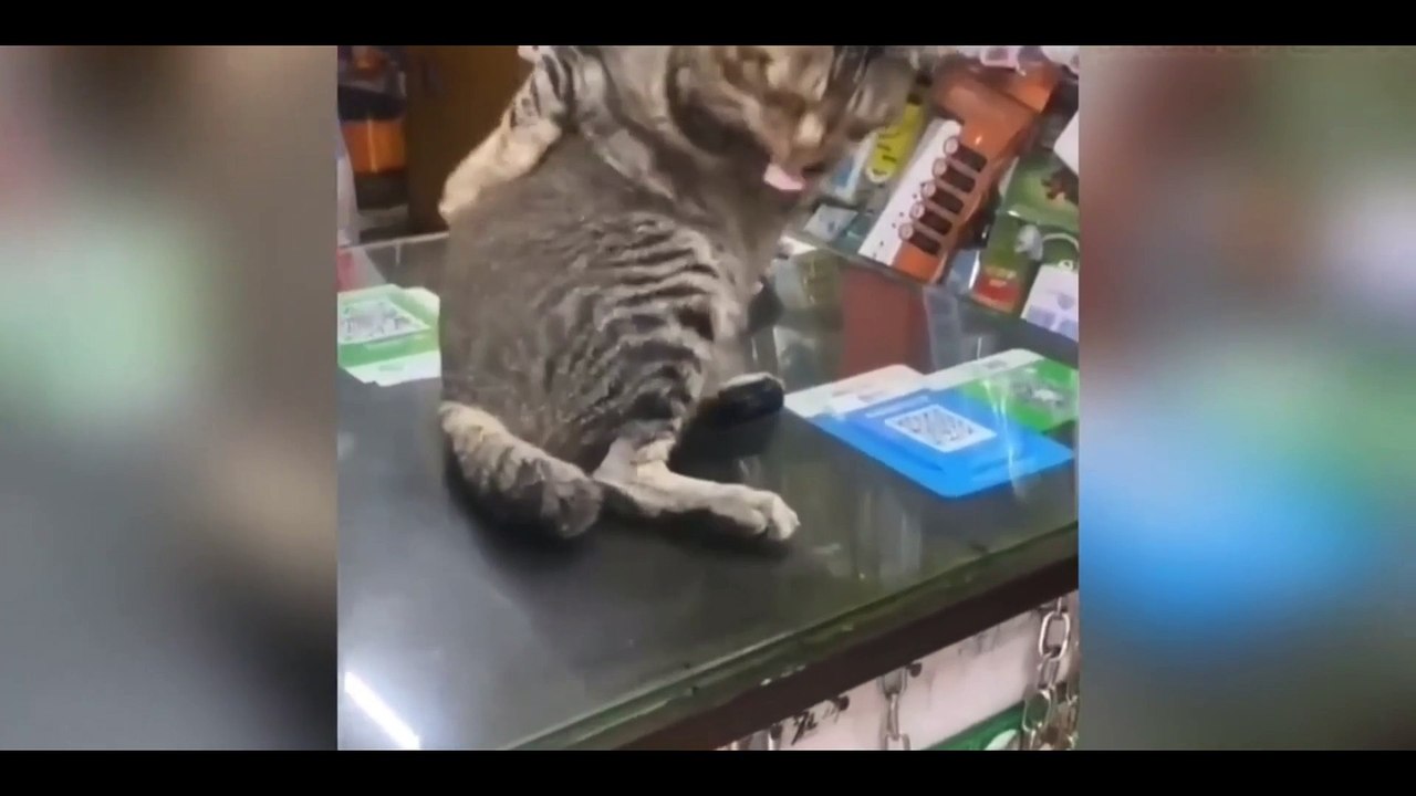 Funniest Animals Video - Best Cats  and Dogs Videos