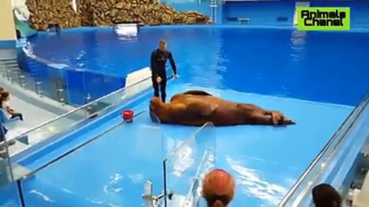 seals funny