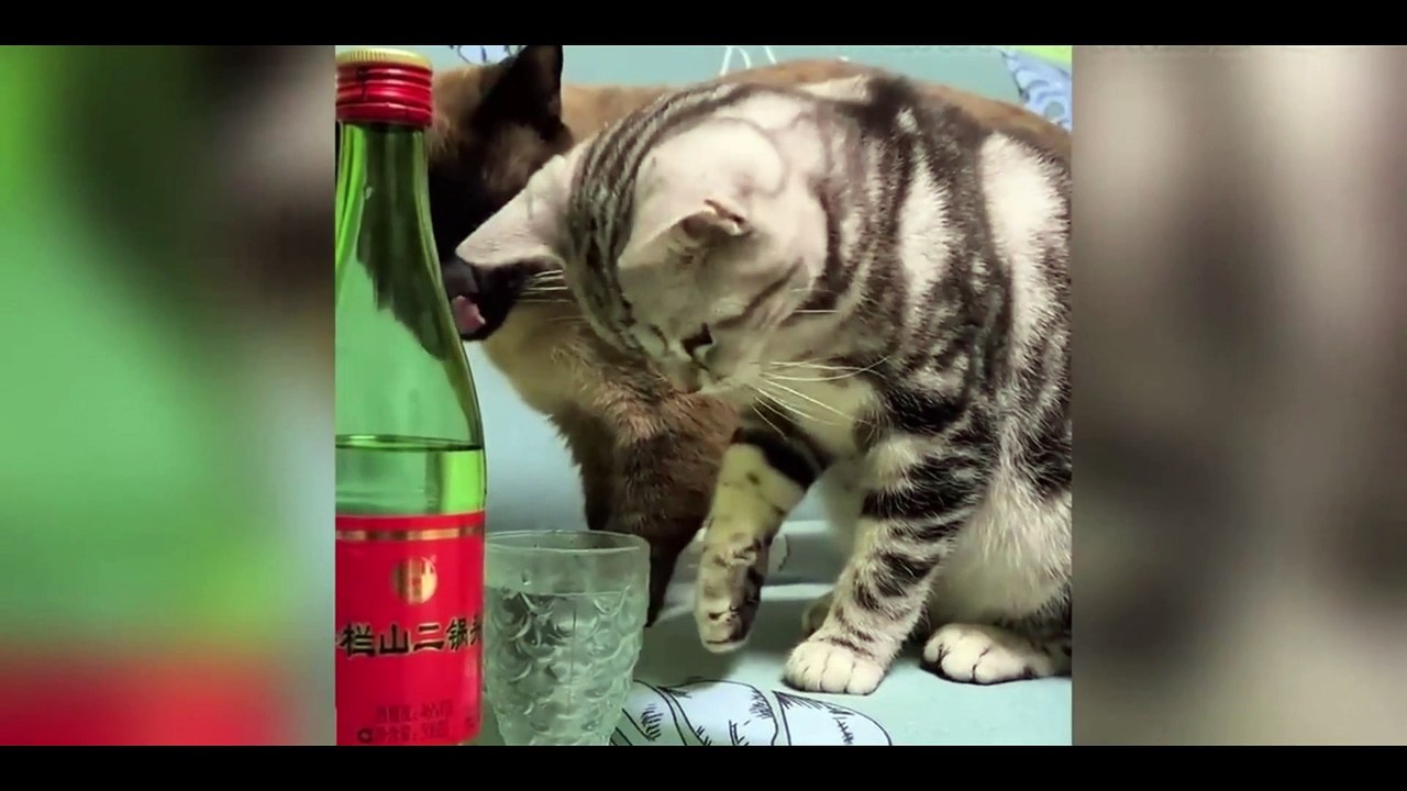 Funniest Animals Video - Best Cats  and Dogs Videos