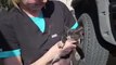 Kitten trapped inside truck frame rescued after driver ‘heard meowing’ while stuck in traffic