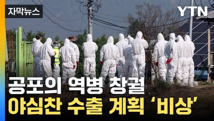 [자막뉴스] 韓 지위 눈앞에서 '물거품'...농가 울린 공포의 역병 / YTN