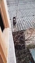 Ce chat a une technique très spéciale pour rentrer à la maison