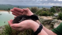 UK’s largest zoo celebrates ‘baby boom’ with new births of endangered horses and penguins